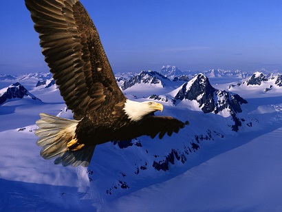 Aigle