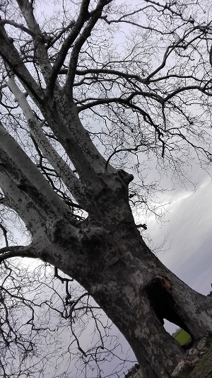 Arbre