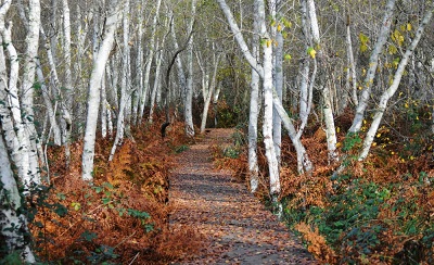 Arbres