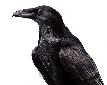 Corbeau