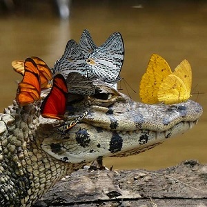 Crocodile papillon