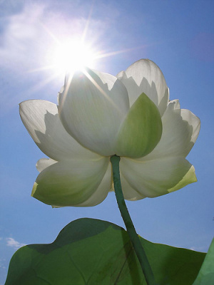Fleur