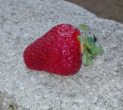 Fraise2 1