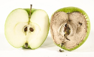 Jeune vieux pomme
