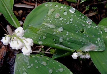Mai pluie muguet