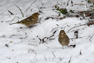 Neige oiseaux