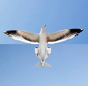 Oiseau reaction