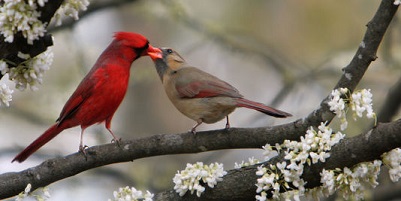 Oiseaux rencontres