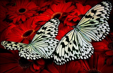 Papillon monarque 1