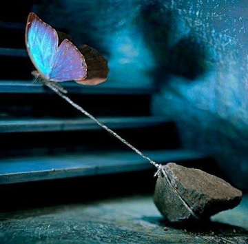 Papillon pardon