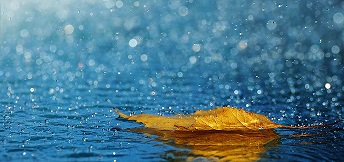 Pluie feuille