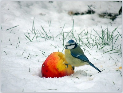 Pomme oiseau